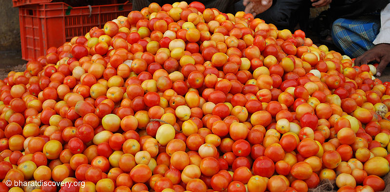 चित्र:Tomato-3.jpg