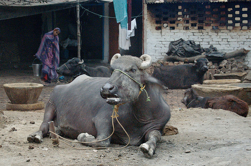 चित्र:Buffalo-1.jpg