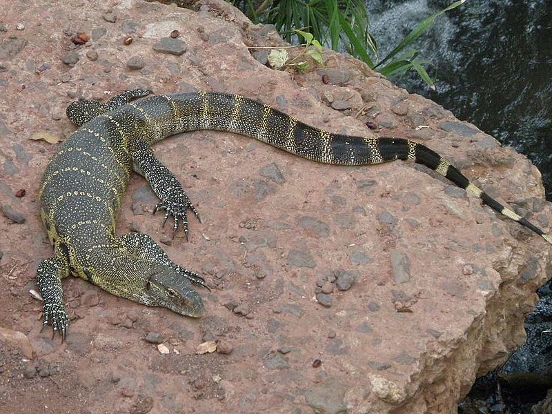 चित्र:Monitor-Lizard.jpg
