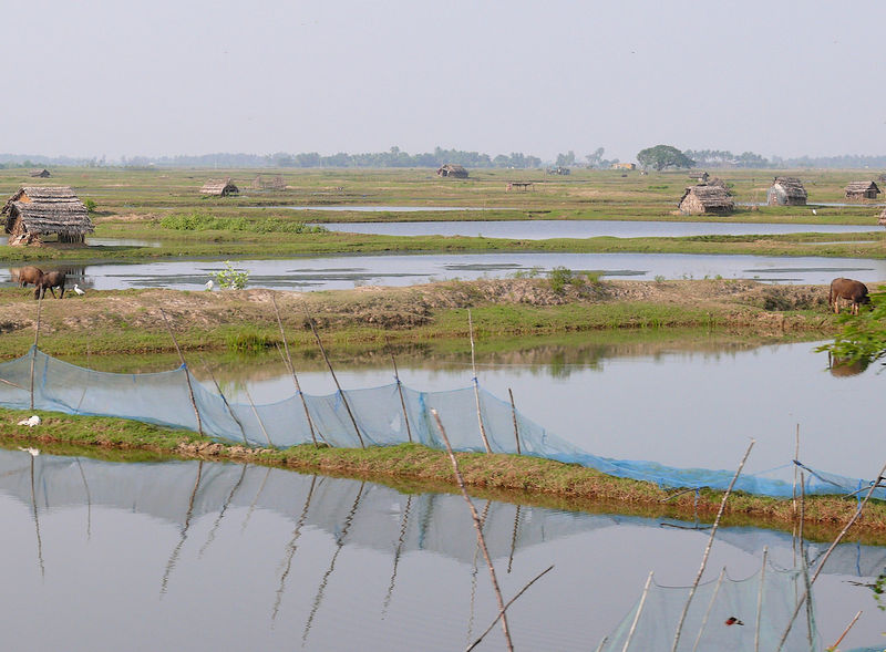 चित्र:Chilika-Lake-8.jpg