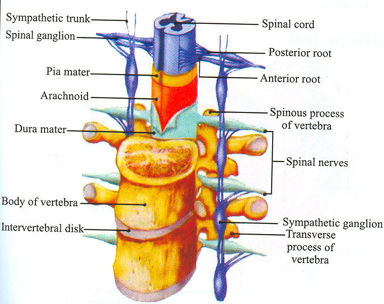 चित्र:Spinal-Cord.jpg