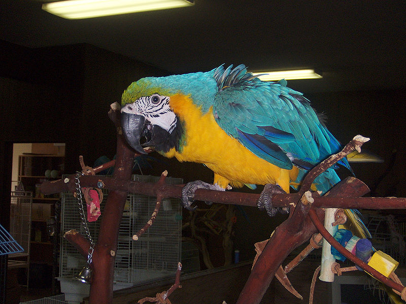 चित्र:Parrot-7.jpg