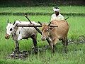 14:33, 25 नवम्बर 2014 के संस्करण का थंबनेल संस्करण