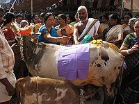 गाय पूजन