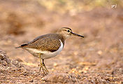 Sandpipers-8.jpg