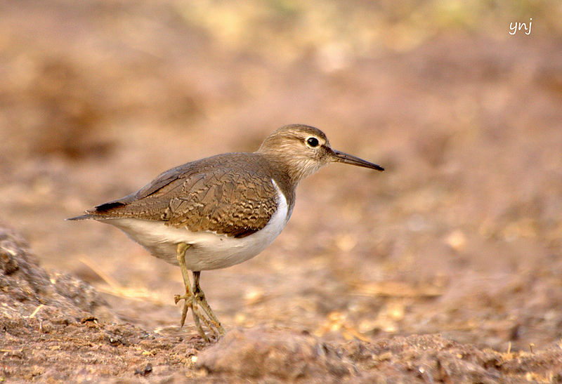 चित्र:Sandpipers-8.jpg