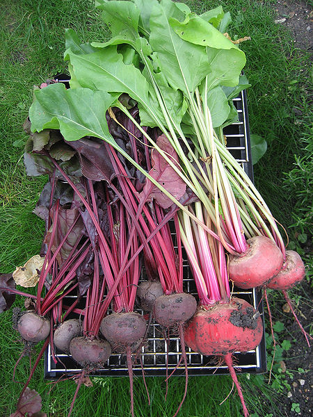 चित्र:Beetroot.jpg