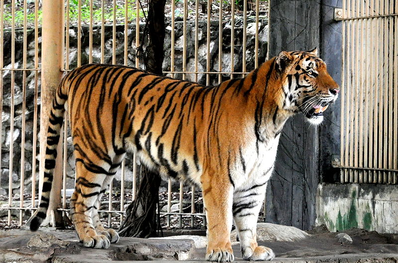 चित्र:Tiger-5.jpg