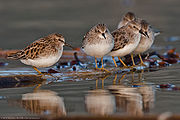 Sandpipers.jpg