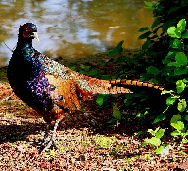 चित्र:Pheasant.jpg