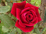 Red-Rose.jpg