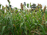 Sorghum-3.jpg
