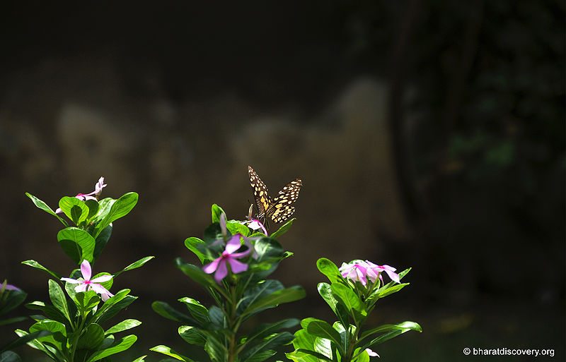 चित्र:Butterfly-1.jpg