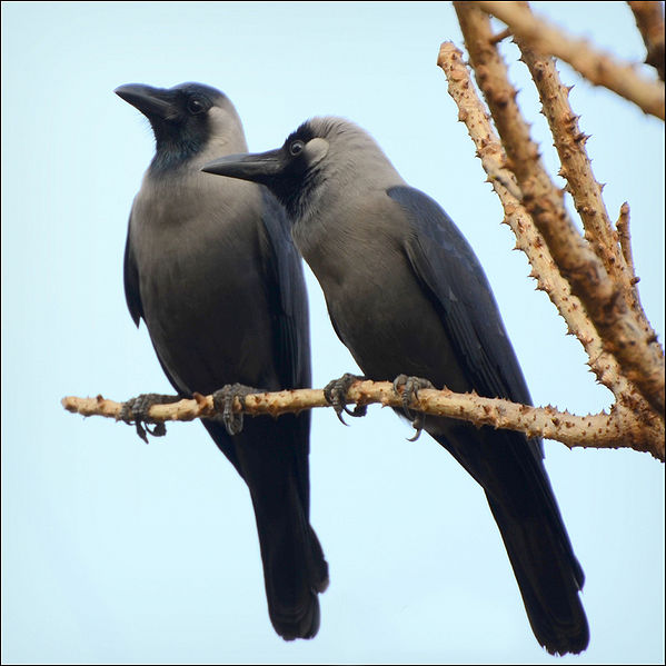 चित्र:Crow-3.jpg