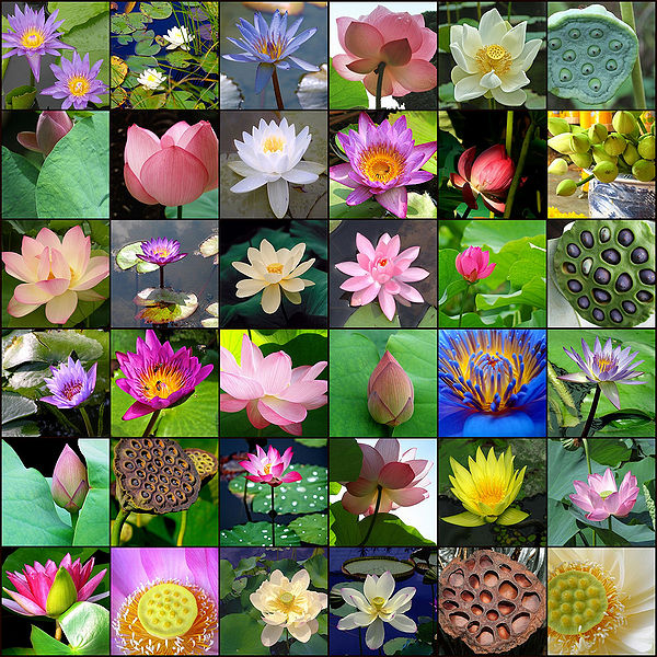 चित्र:Lotus-1.jpg