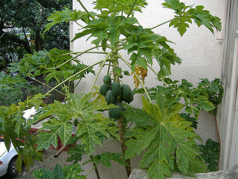 चित्र:Papaya-Tree.jpg