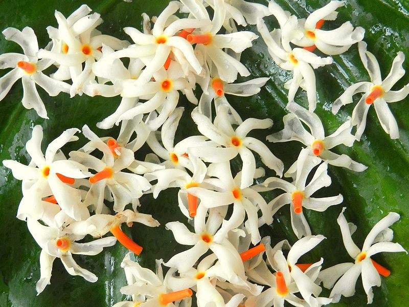 चित्र:Parijaat-Flowers.JPG