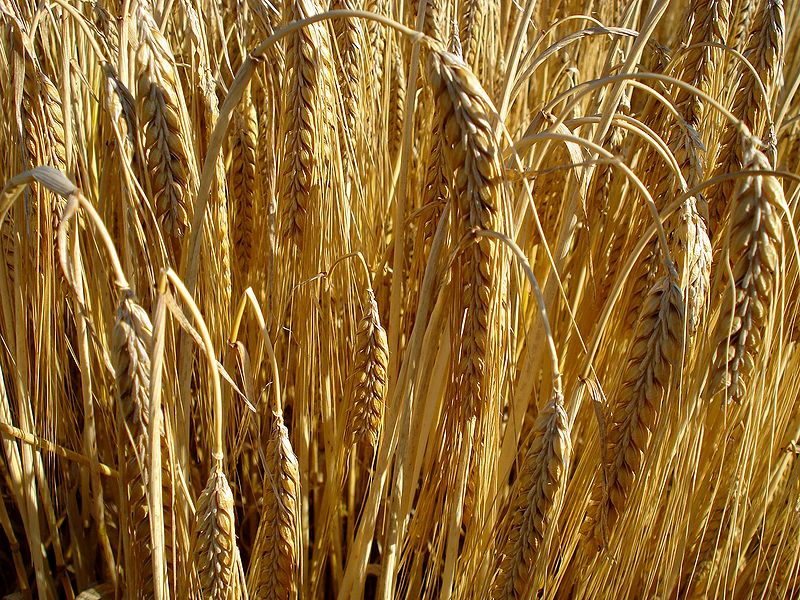 चित्र:Barley-1.jpg