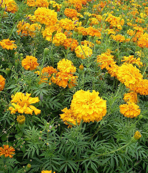 चित्र:Marigolds.jpg