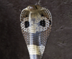 Indian-Cobra.png