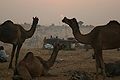 ऊँट मेला, पुष्कर Camel Fair, Pushkar