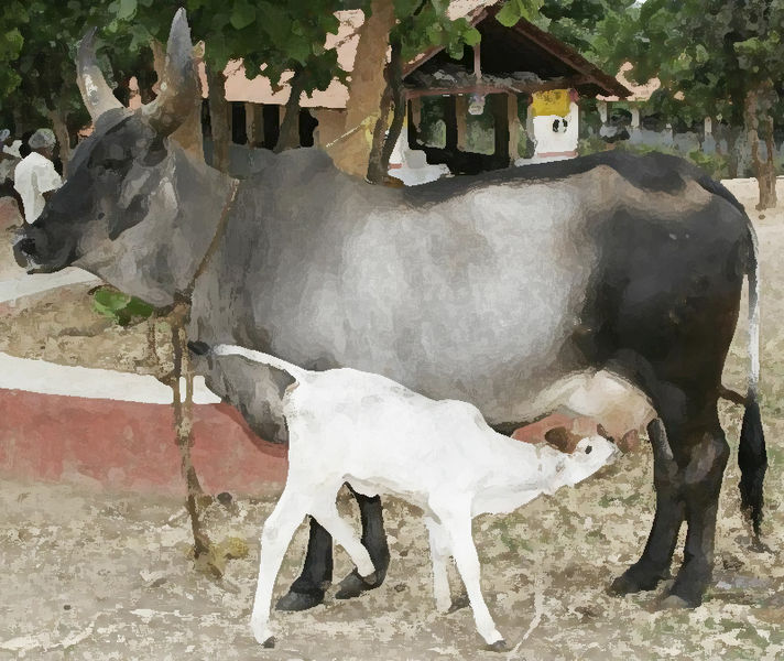 चित्र:Cow-Calf.jpg