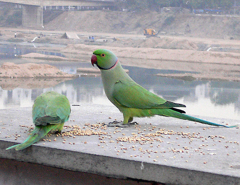 चित्र:Parrot-9.jpg