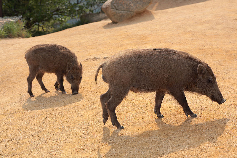 चित्र:Wild-Boar.jpg