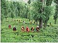 चम्पावत में चाय का वृक्षारोपण