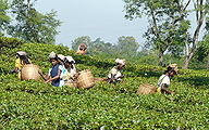 View-Of-Assam.jpg