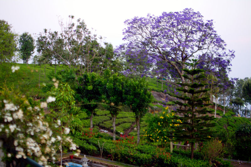 चित्र:Coonoor-Tea-Gardens.jpg