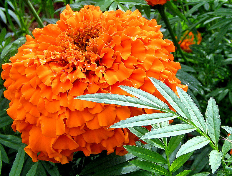 चित्र:Marigold-2.jpg