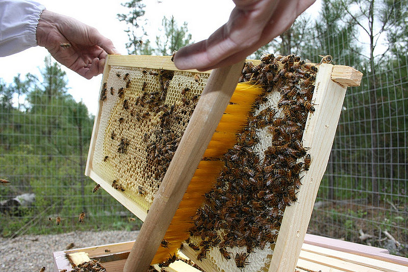 चित्र:Beekeeping-1.jpg