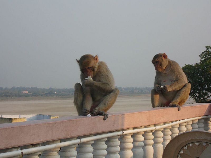 चित्र:Varanasi-1.jpg