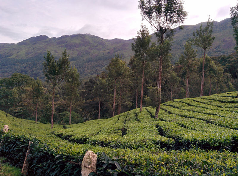 चित्र:Munnar-7.jpg