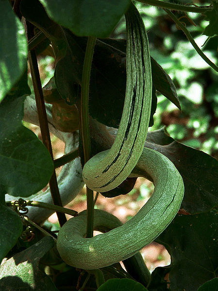 चित्र:Snake-Gourd.jpg