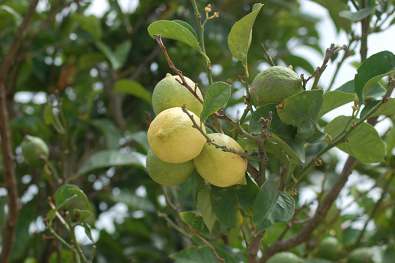 चित्र:Lemon-Tree.jpg