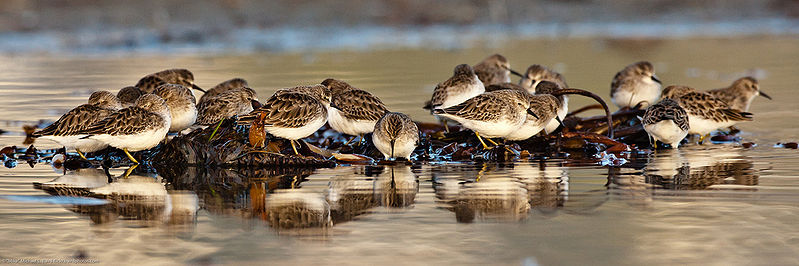 चित्र:Sandpipers-1.jpg