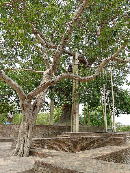 चित्र:Anandabodhi-Tree-Sravasti.jpg