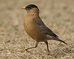 Starling.jpg