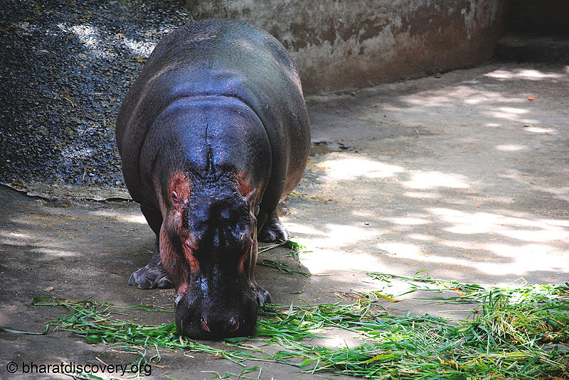चित्र:Hippopotamus-1.jpg