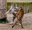 Tiger-4.jpg