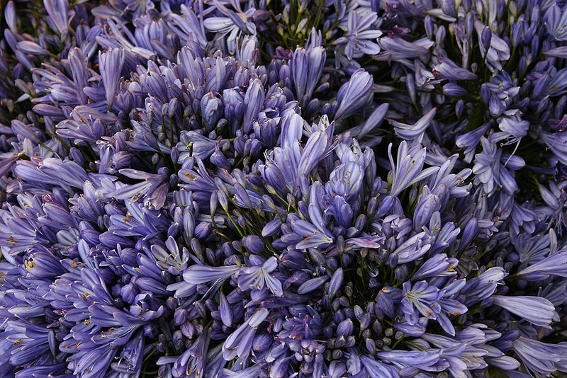 चित्र:Lavender-1.jpg