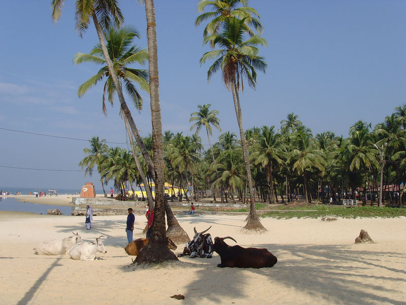 चित्र:Colva-Beach-Goa-5.jpg