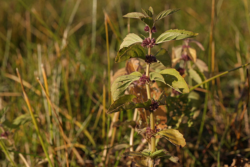 चित्र:Mentha-Arvensis-1.jpg
