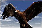 Kite-Raptor.jpg
