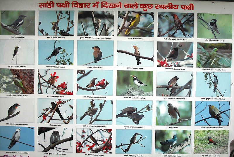 चित्र:Sandi birds.JPG