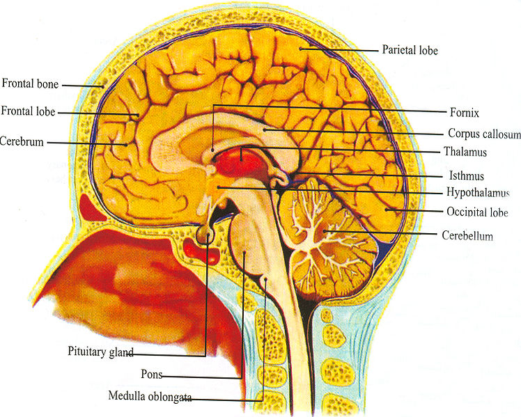 चित्र:Brain-1.jpg